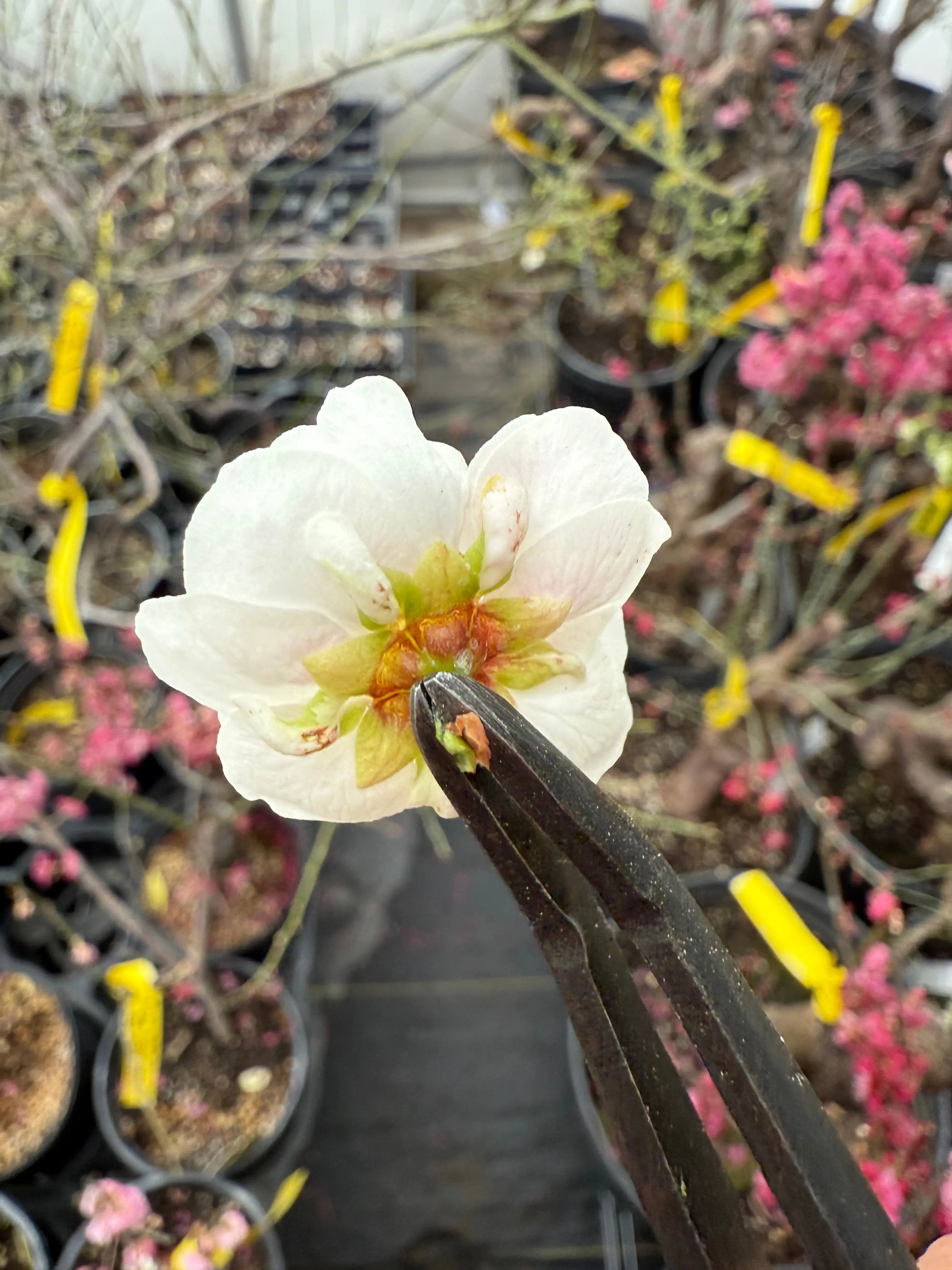 Prunus mume 'SHÀNGGUĀN WǍN'ÉR' Canada Bonsai