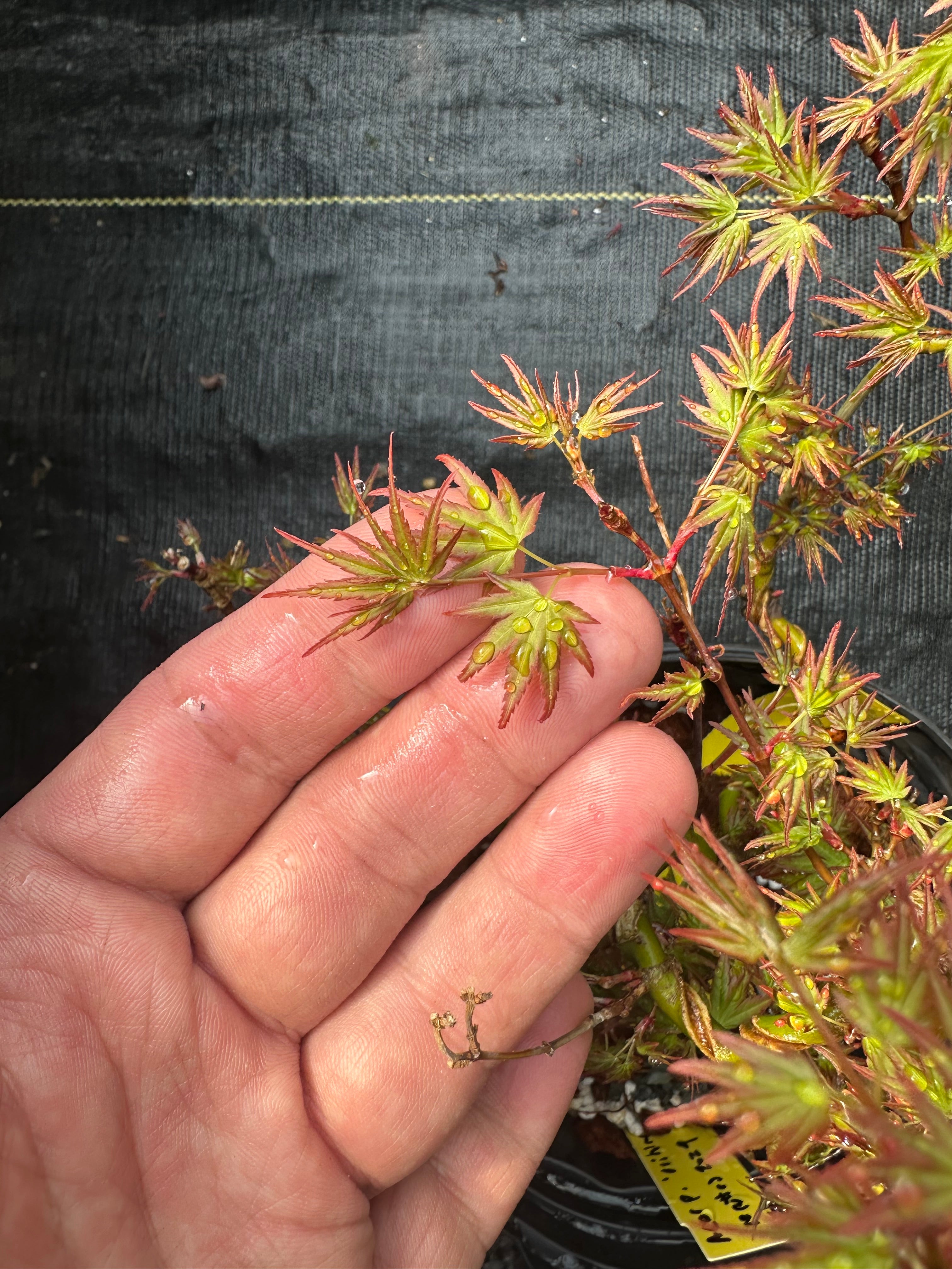 Acer palmatum 'Orihime'