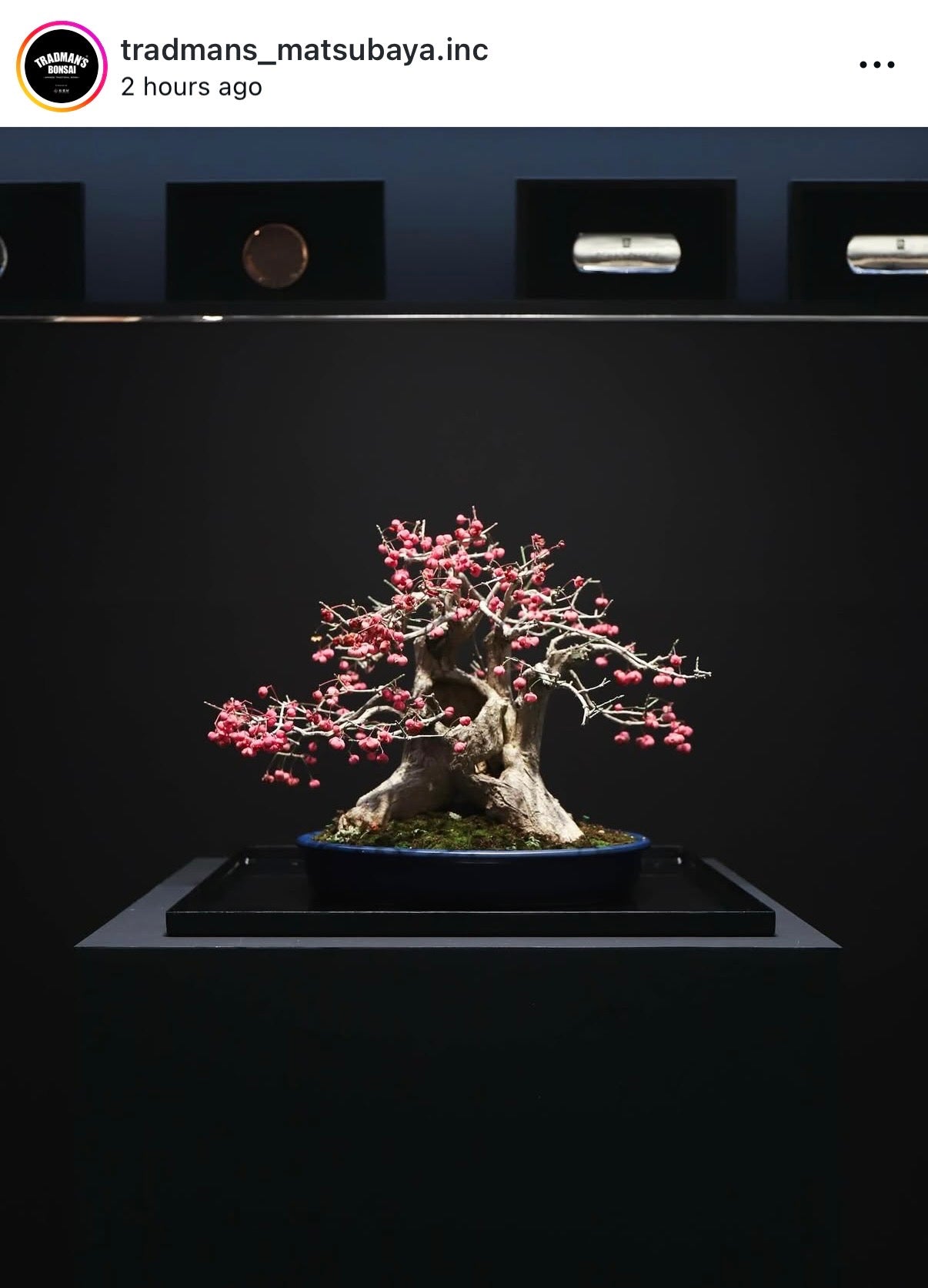 Euonymus