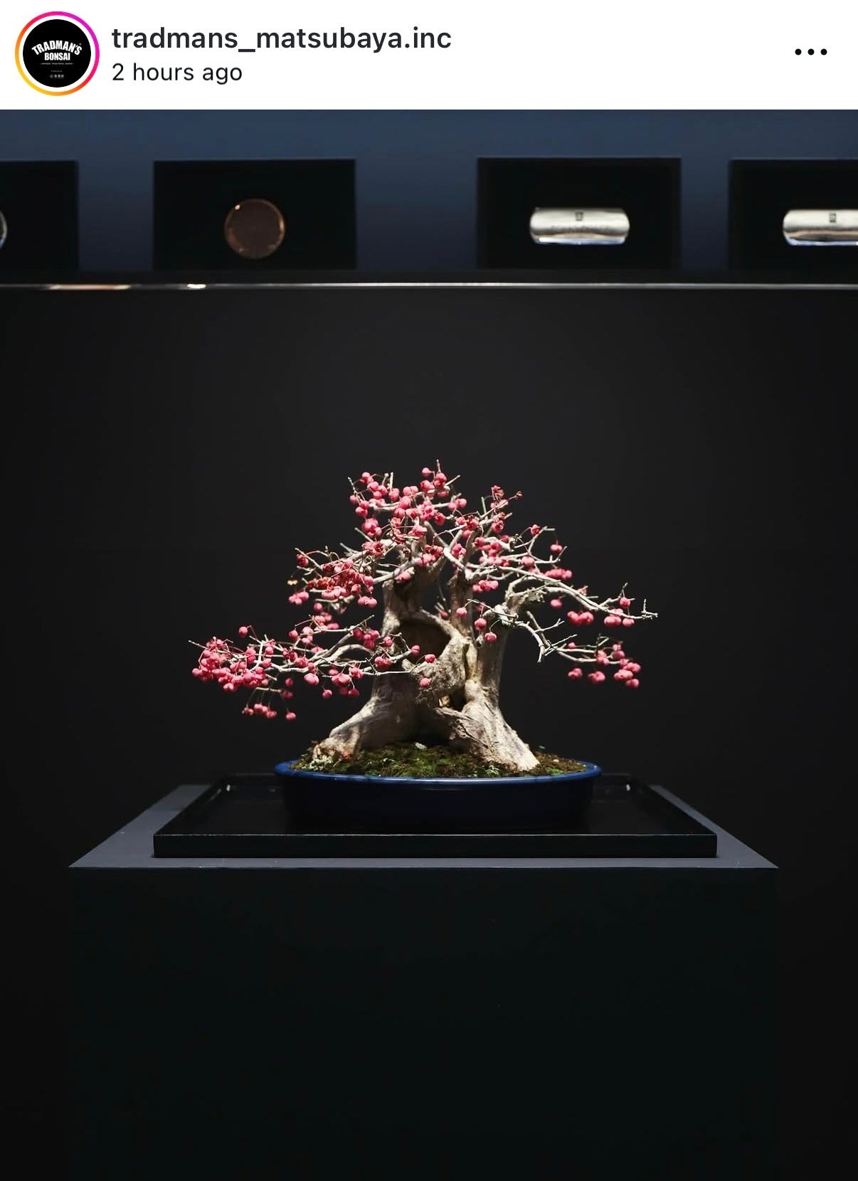 Euonymus
