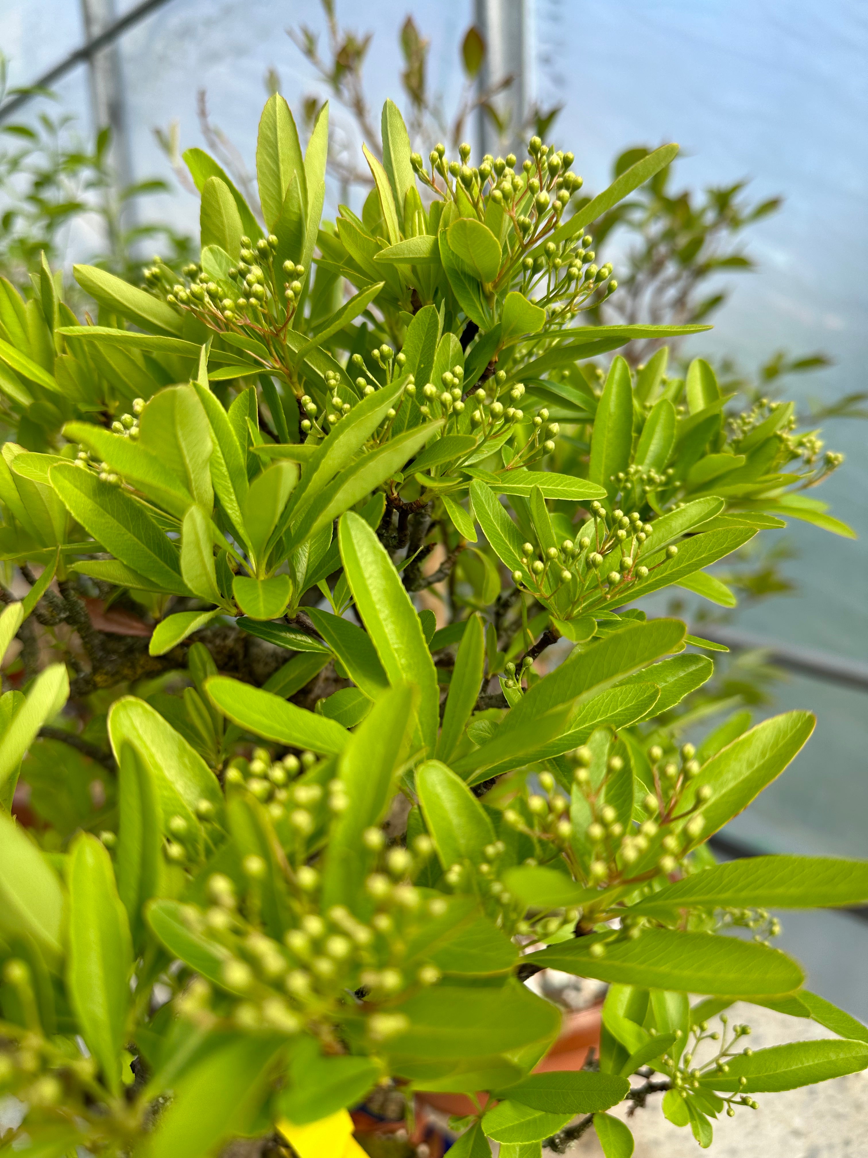 Pyracantha angustifolia