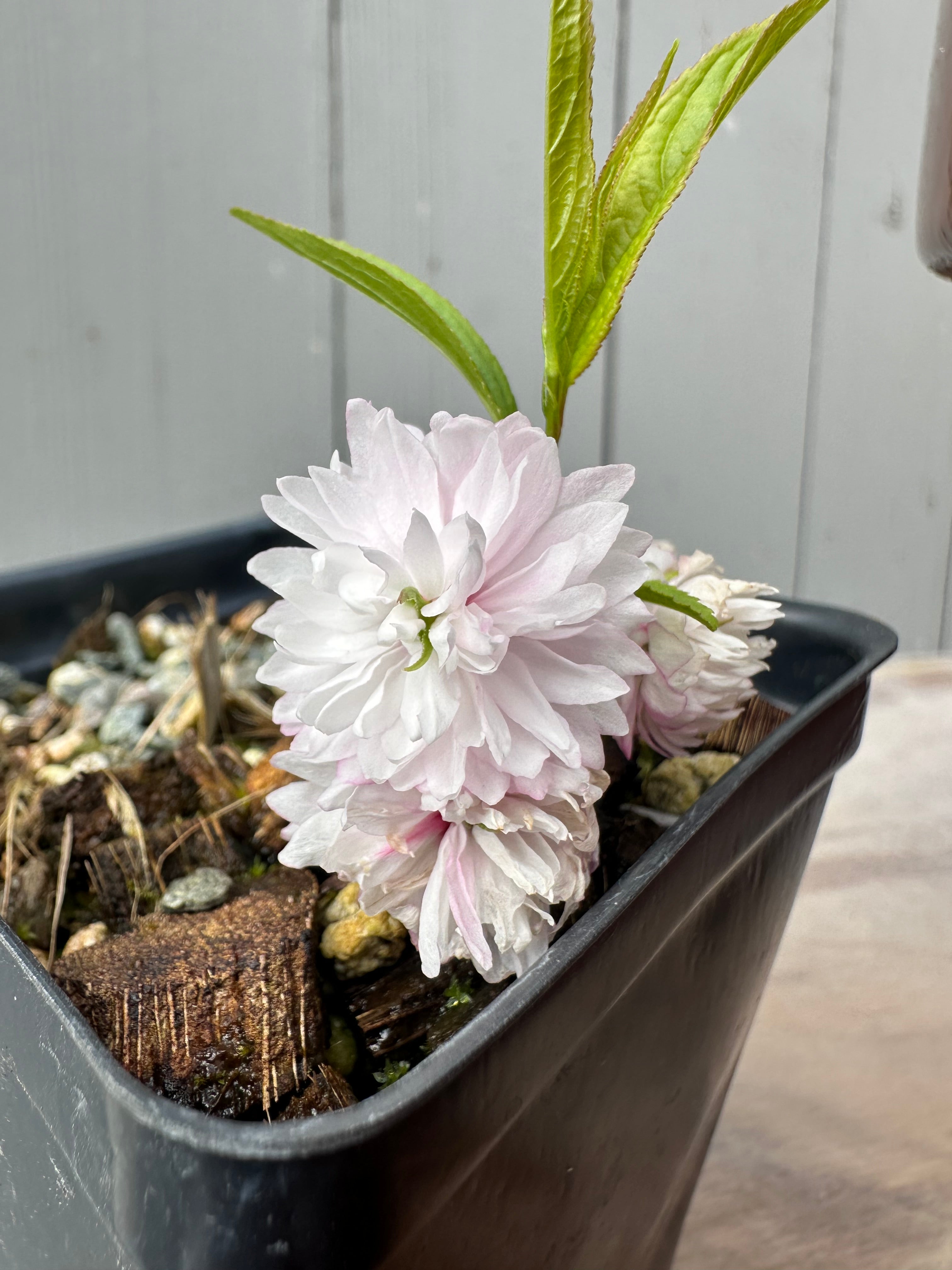 Prunus glandulosa