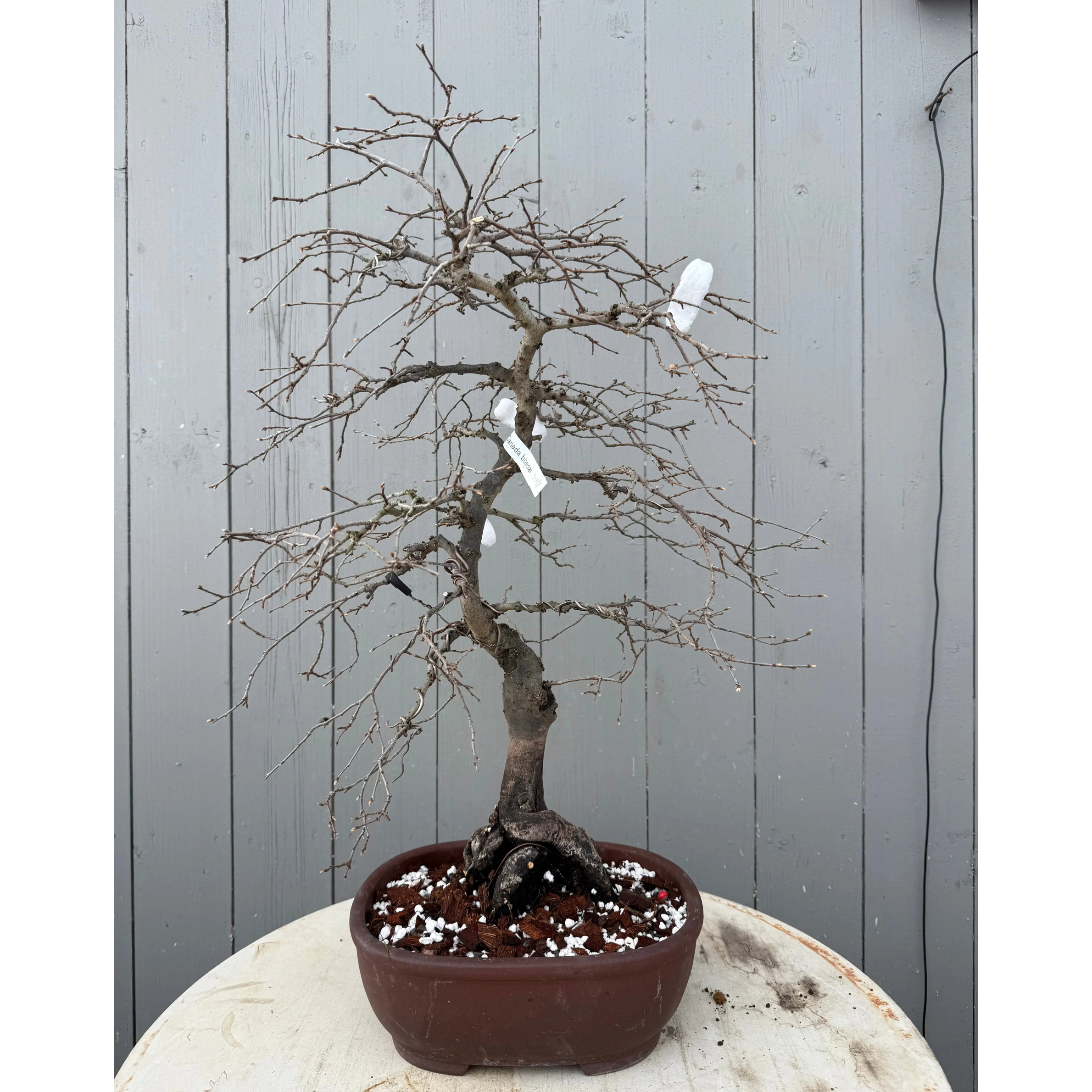 Diospyros rhombifolia