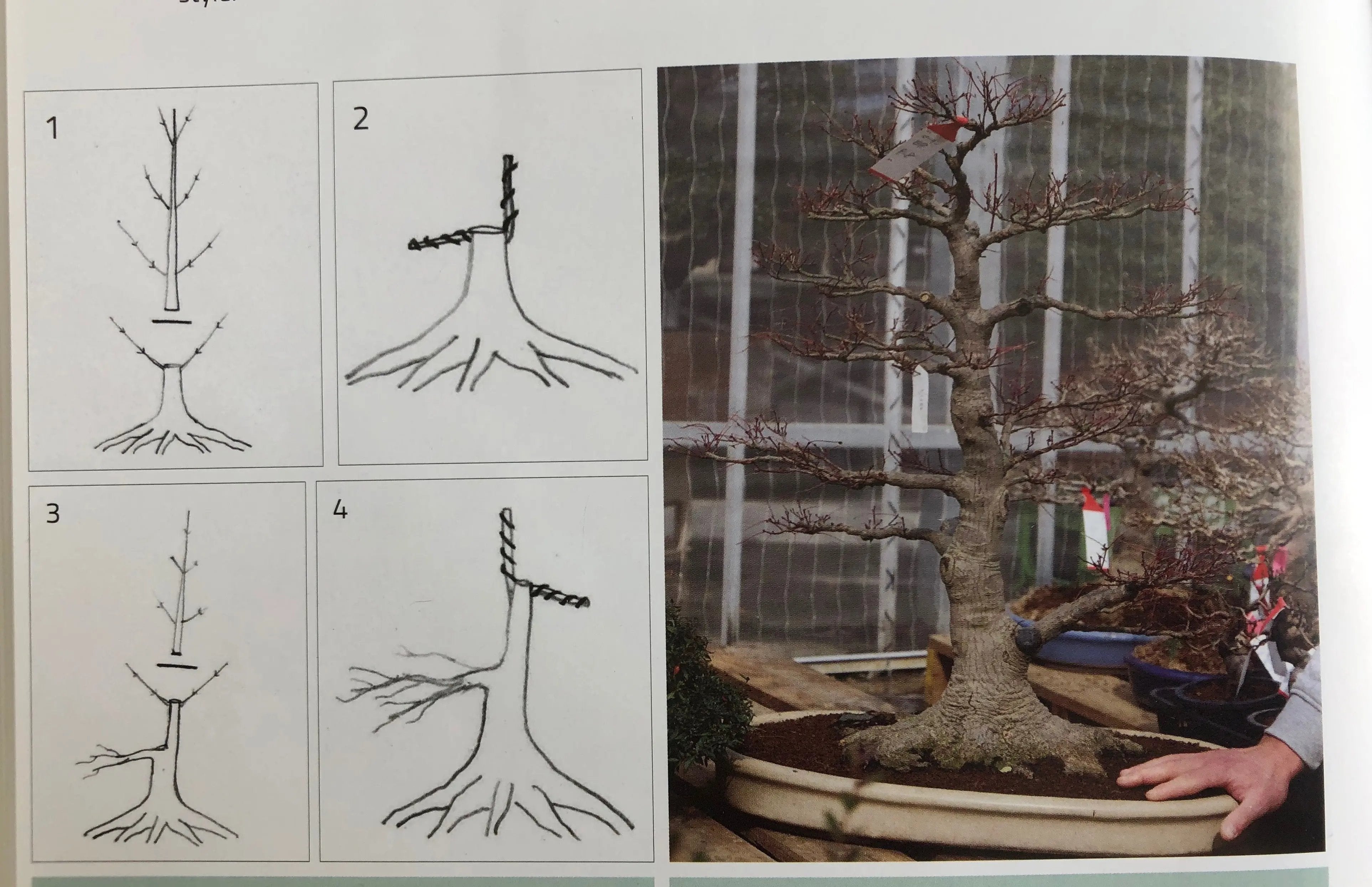 Acer palmatum 'Shishigashira' Canada Bonsai