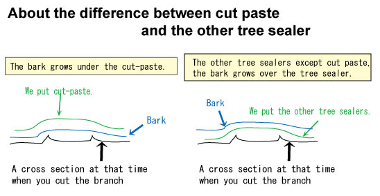 Cut Paste (w/out hormone)