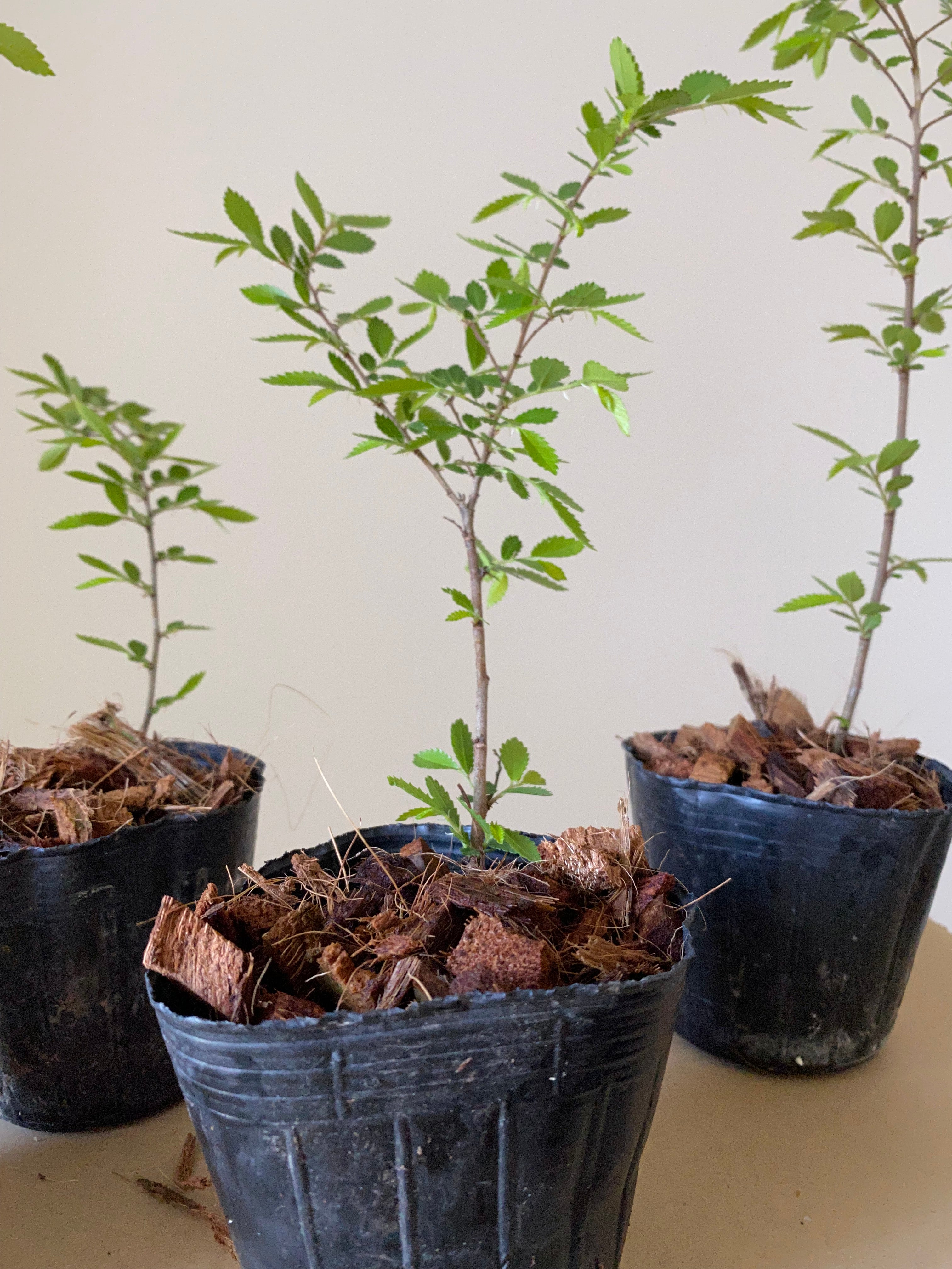 Chinese Elm (Rough Bark)