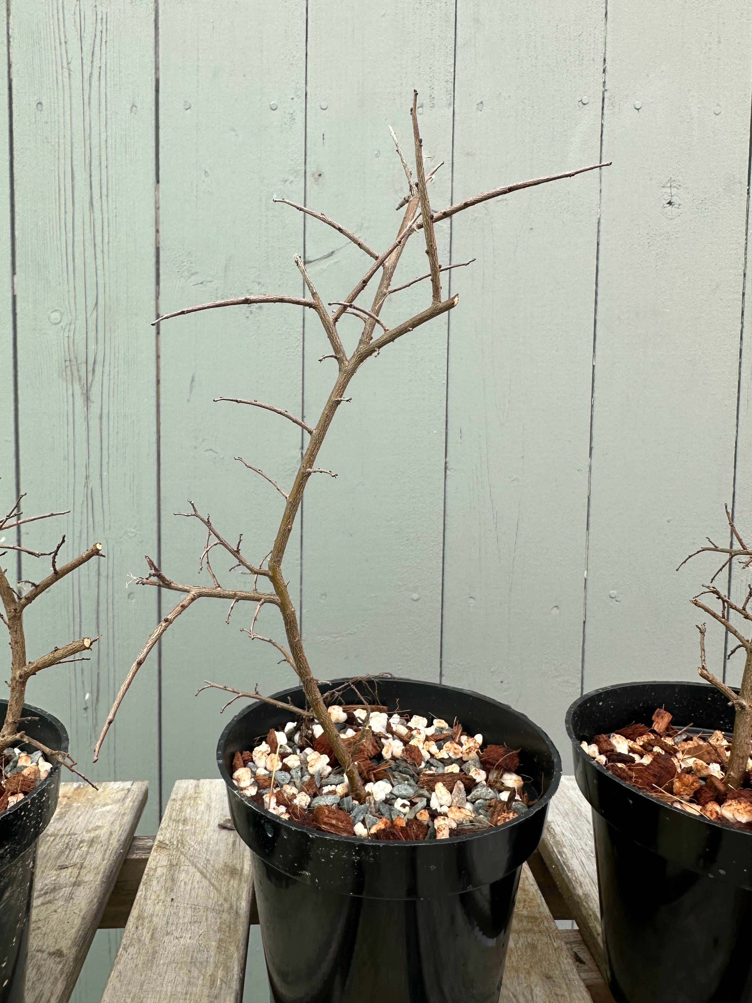 Chinese Elm