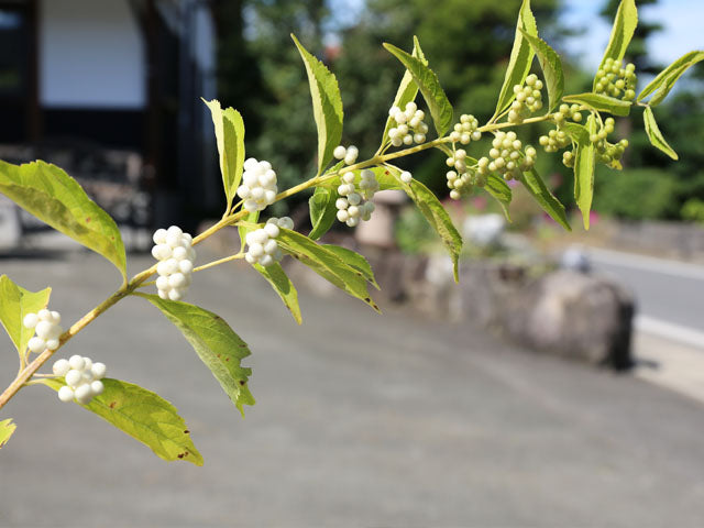 Callicarpa japonica (White)