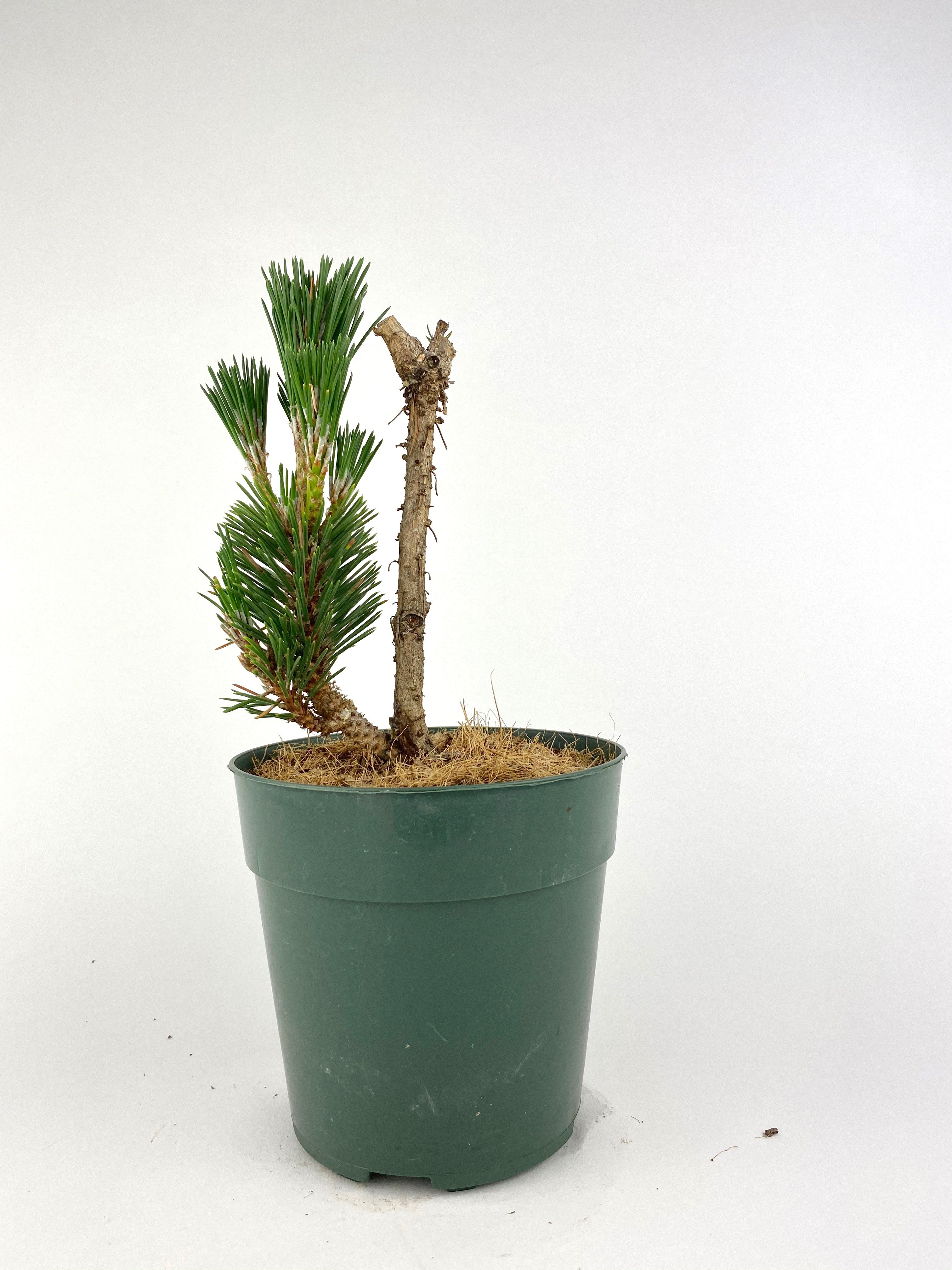 Pinus thunbergii 'Kotobuki'