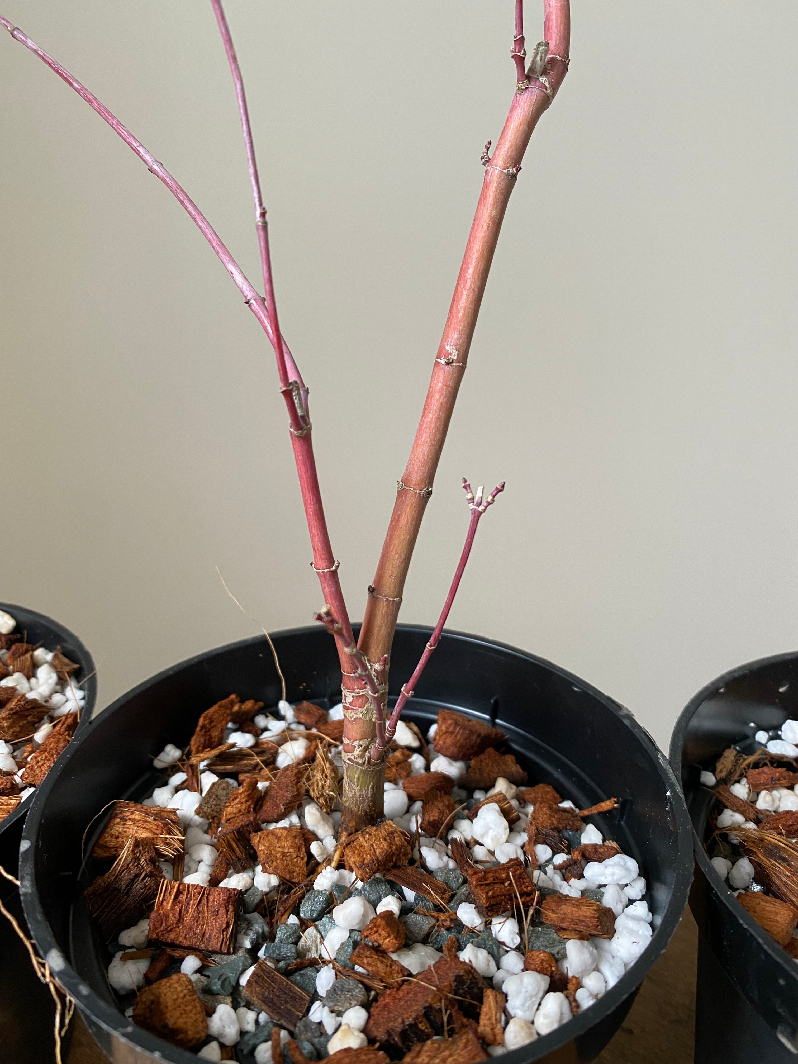 Japanese Maple 'Deshojo'