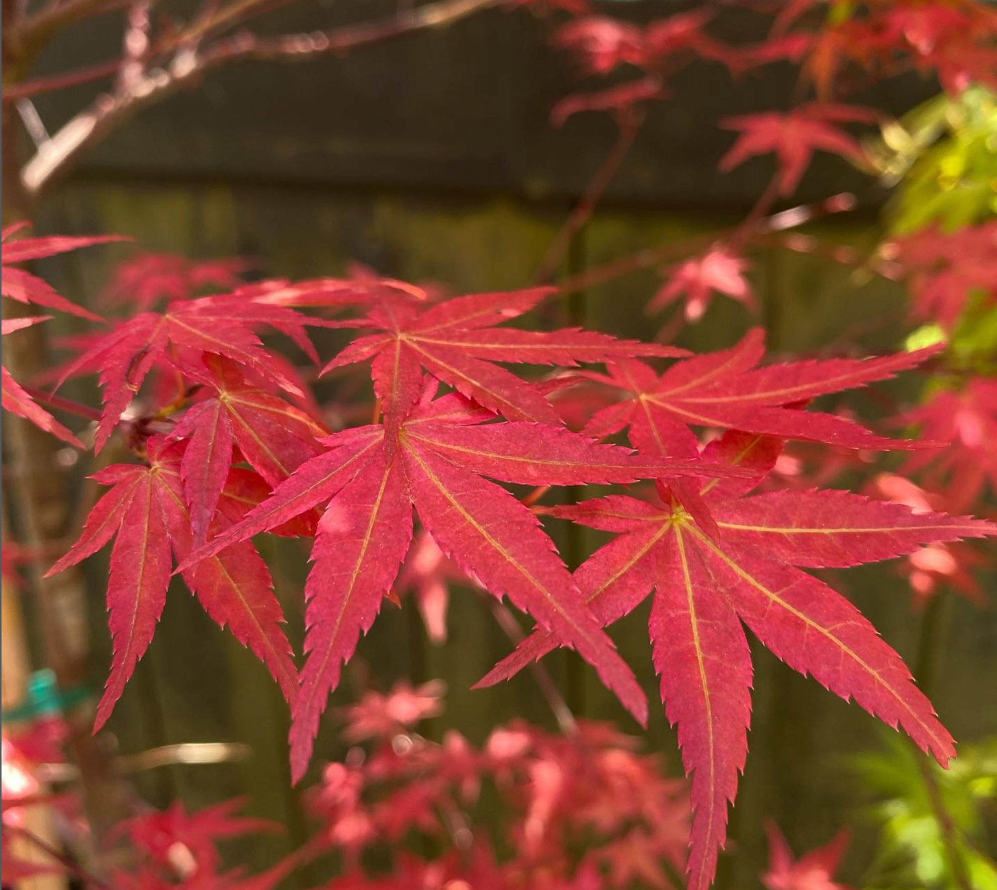 Acer palmatum 'Deshojo'