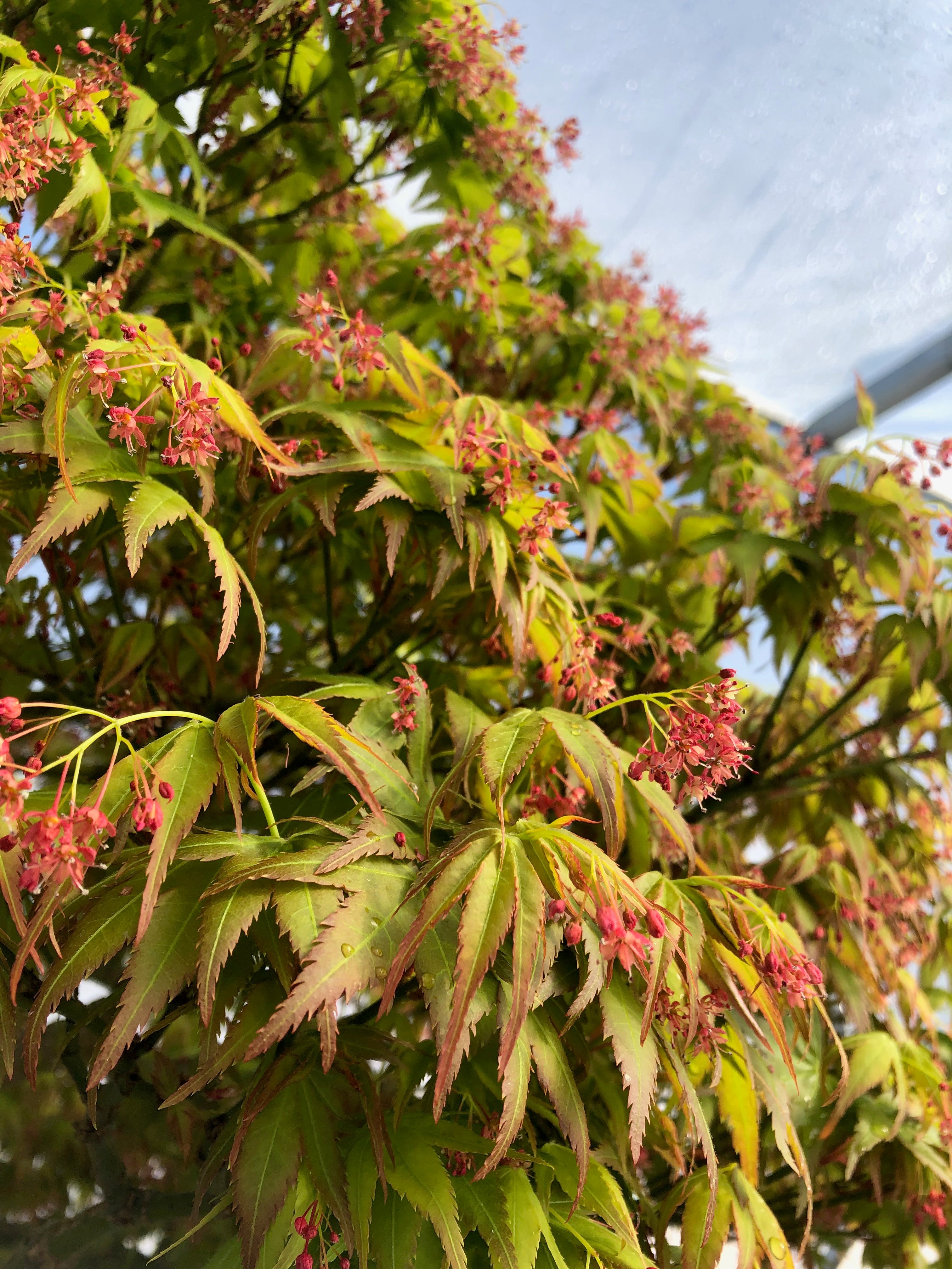 Acer palmatum 'Kiyo Hime'