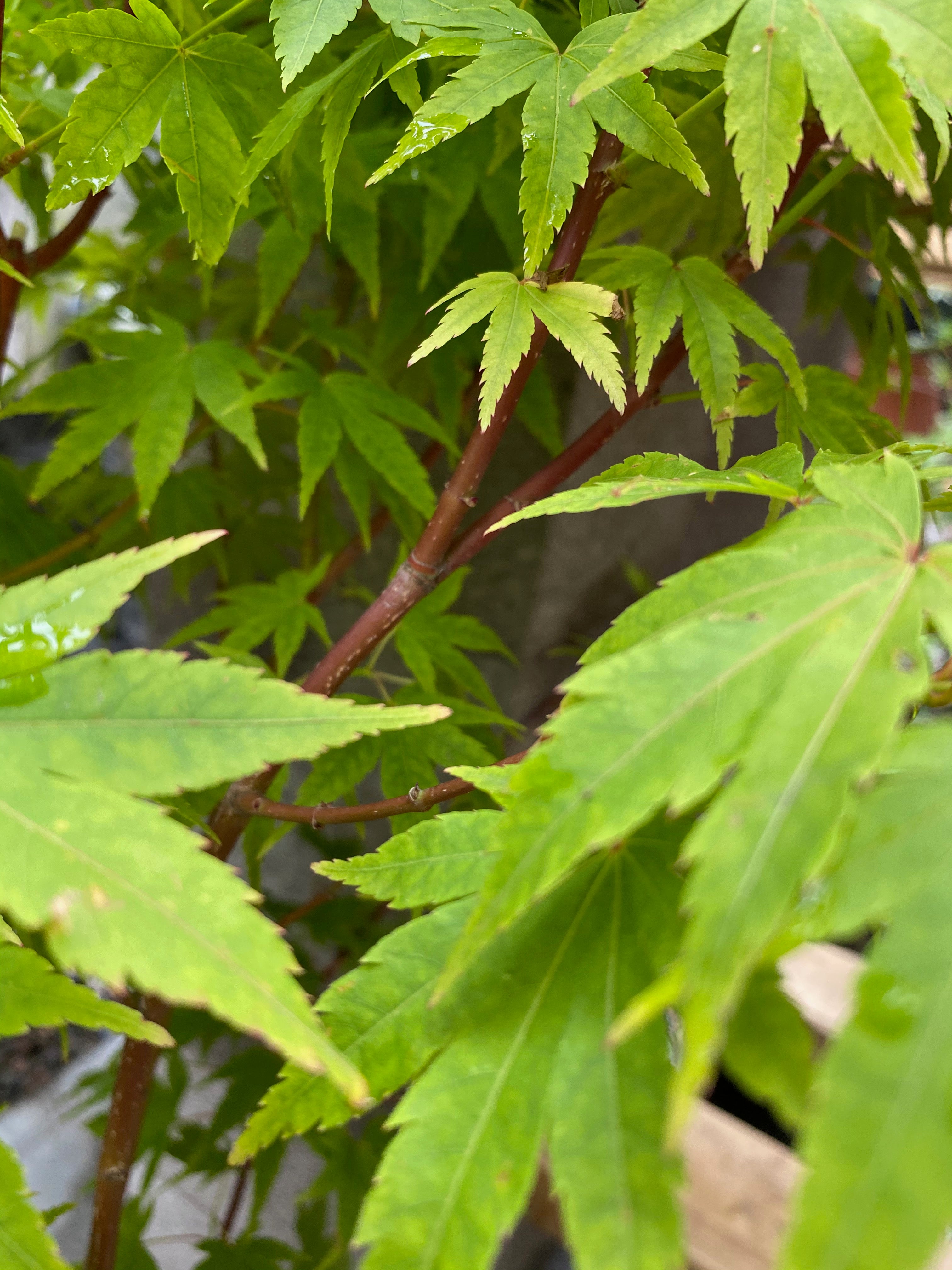 Acer palmatum 'Sango Kaku'