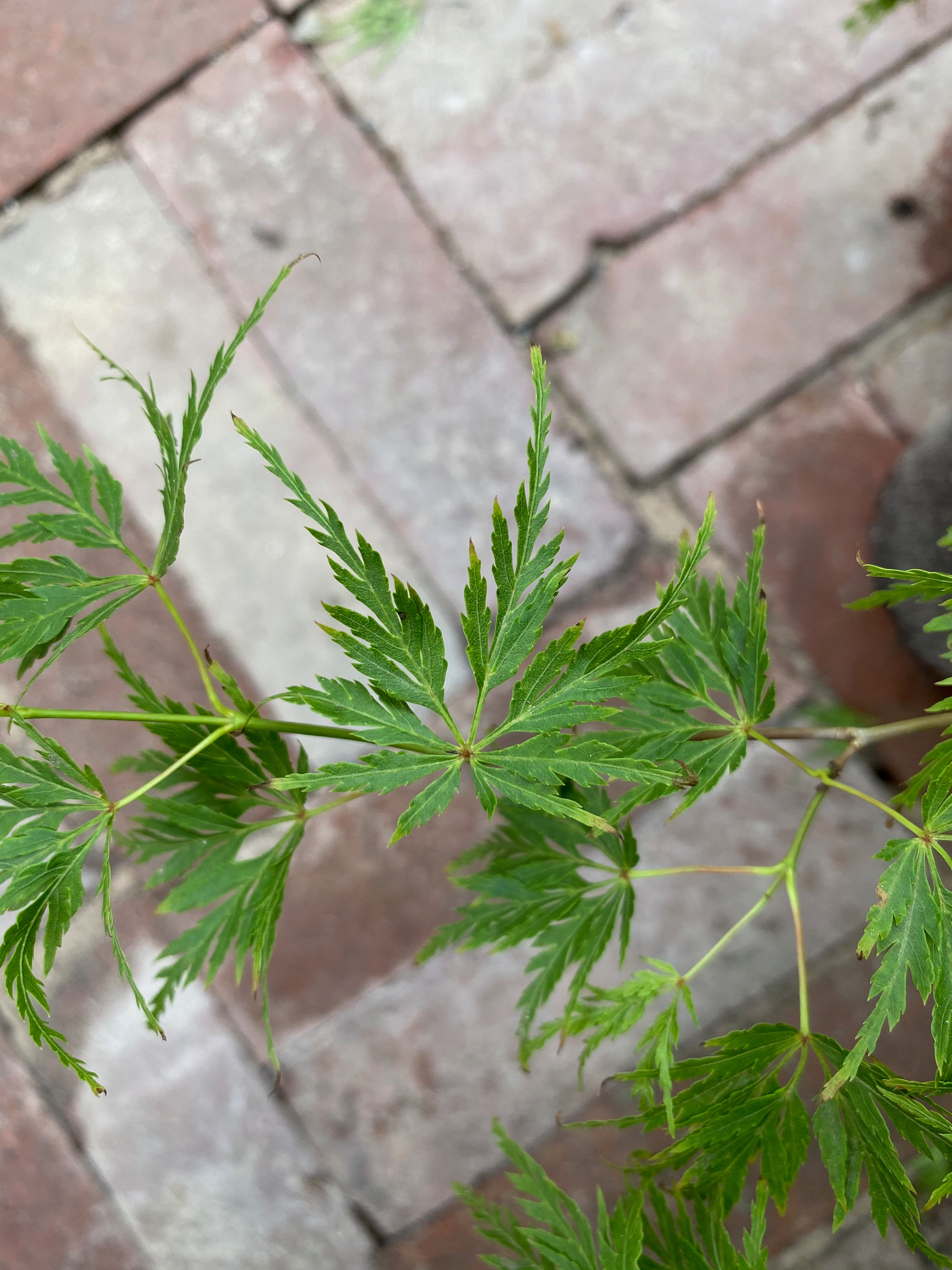 Acer palmatum 'Seiryu'