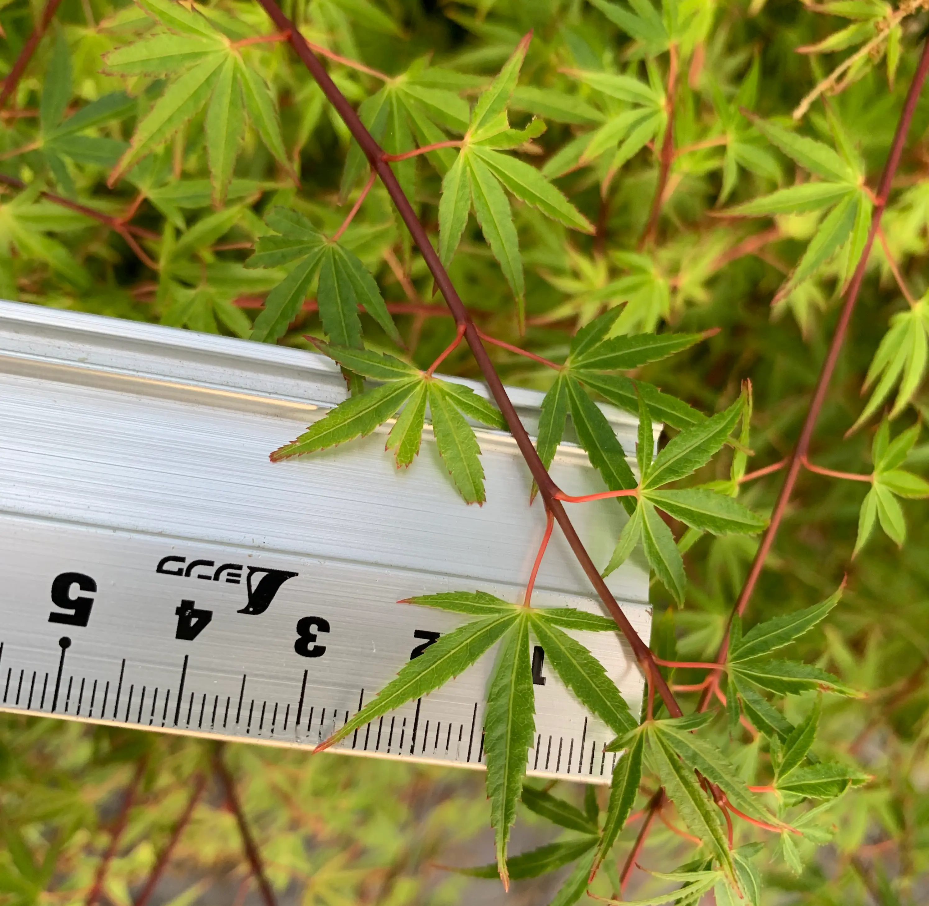 Japanese Maple 'Yuki Hime' Canada Bonsai