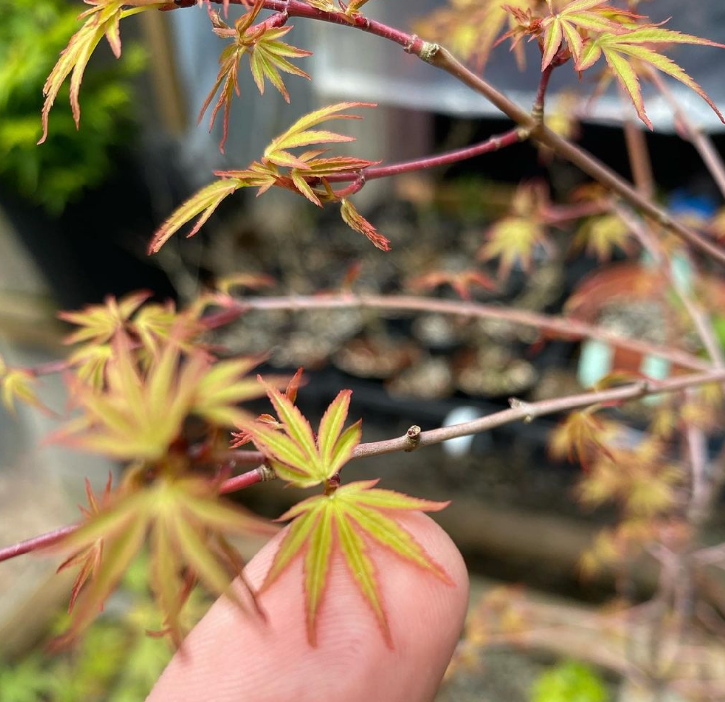 Acer palmatum 'Yuki Hime'