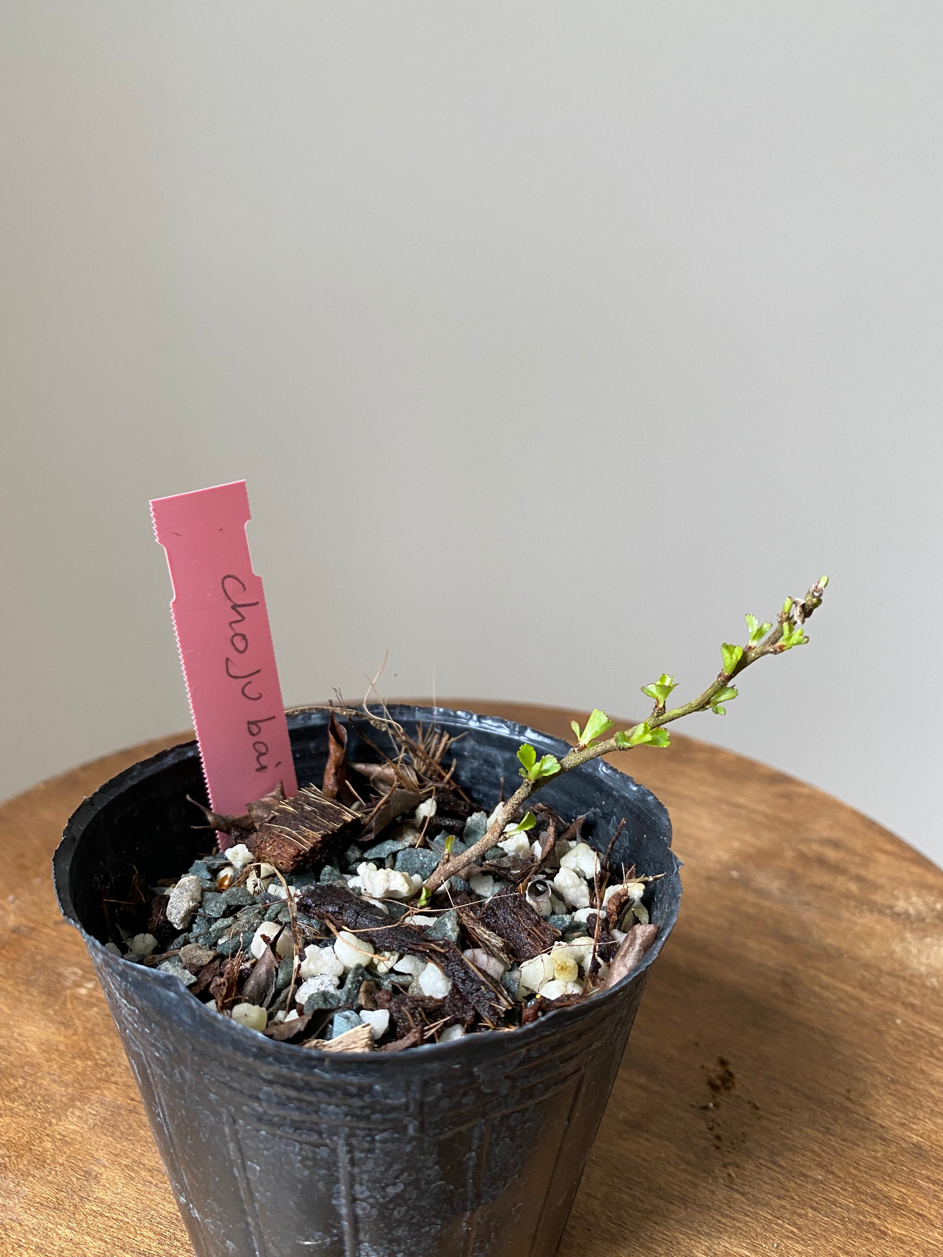 Japanese Quince var. Chojubai (red)