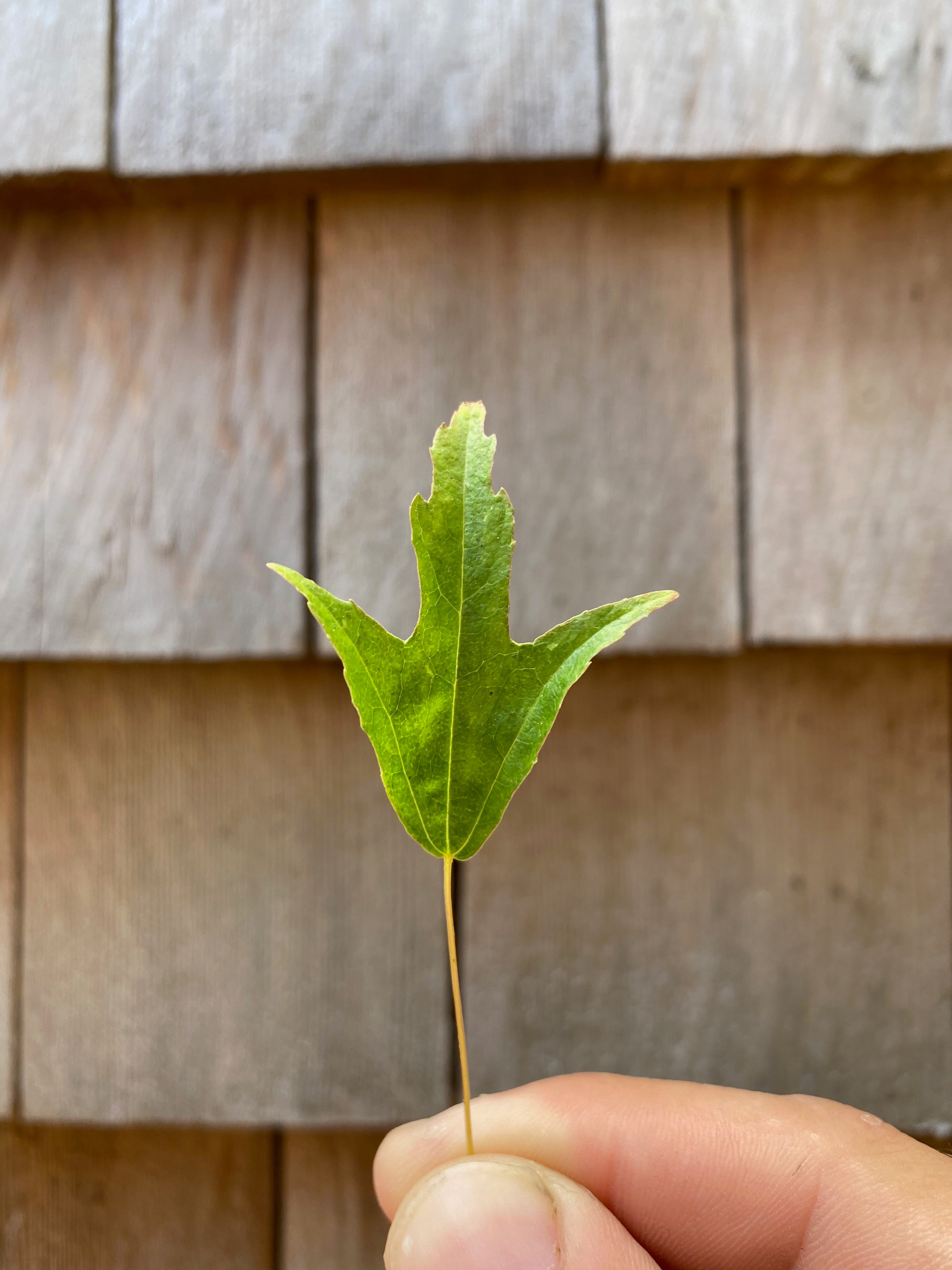 Acer buergerianum 'Mino Yatsubusa'