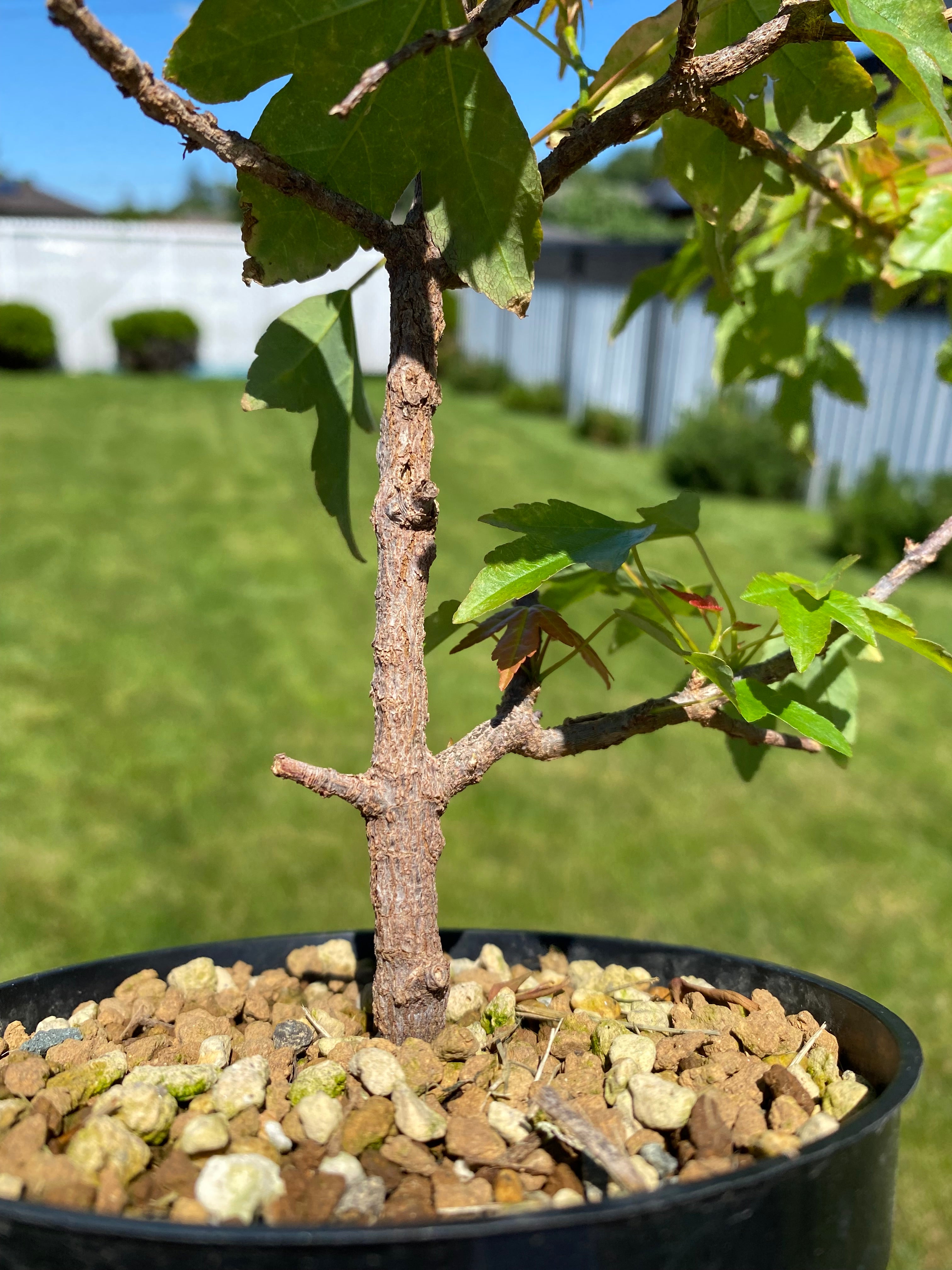 Acer buergerianum Rough Bark