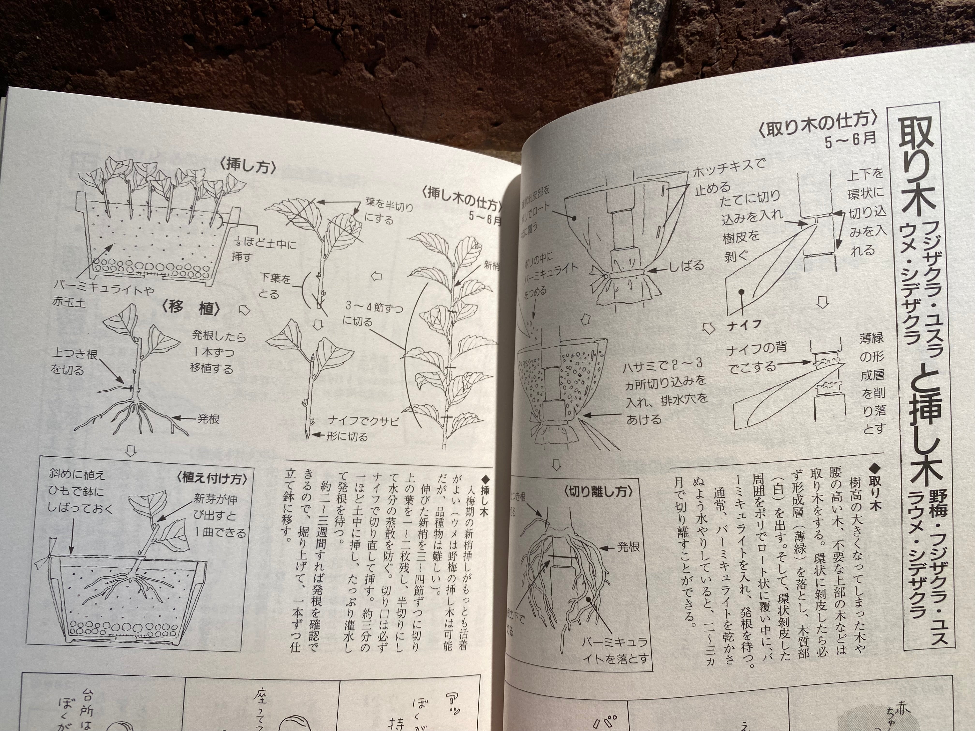 Kyosuke Gun's Illustrated mini bonsai